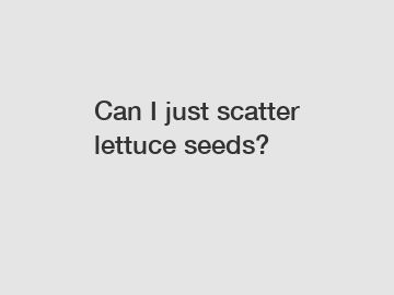 Can I just scatter lettuce seeds?