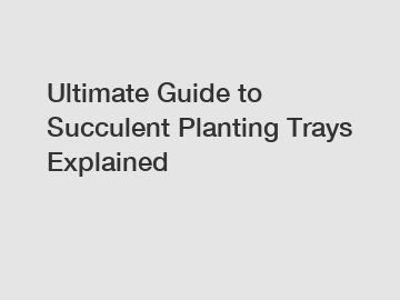 Ultimate Guide to Succulent Planting Trays Explained