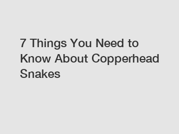 7 Things You Need to Know About Copperhead Snakes