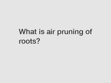What is air pruning of roots?