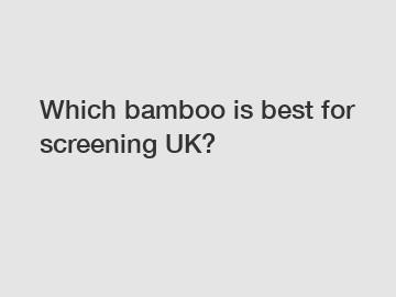 Which bamboo is best for screening UK?