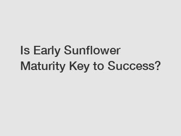 Is Early Sunflower Maturity Key to Success?