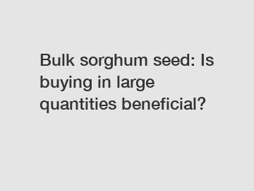 Bulk sorghum seed: Is buying in large quantities beneficial?