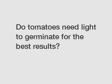 Do tomatoes need light to germinate for the best results?