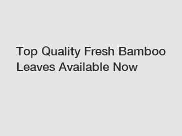 Top Quality Fresh Bamboo Leaves Available Now