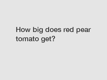 How big does red pear tomato get?