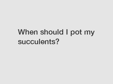 When should I pot my succulents?