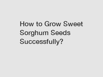 How to Grow Sweet Sorghum Seeds Successfully?