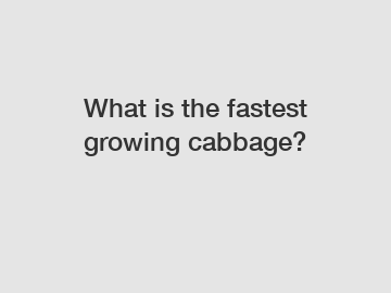 What is the fastest growing cabbage?