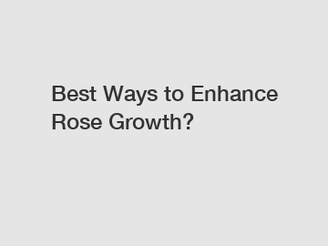 Best Ways to Enhance Rose Growth?