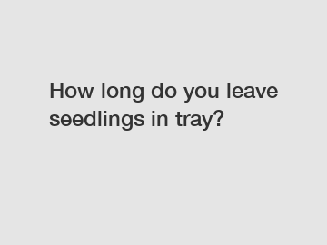 How long do you leave seedlings in tray?