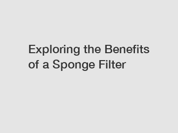 Exploring the Benefits of a Sponge Filter