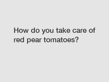How do you take care of red pear tomatoes?