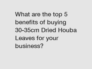 What are the top 5 benefits of buying 30-35cm Dried Houba Leaves for your business?