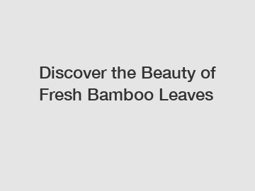 Discover the Beauty of Fresh Bamboo Leaves