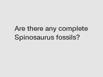 Are there any complete Spinosaurus fossils?