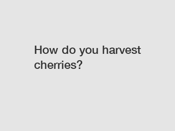 How do you harvest cherries?