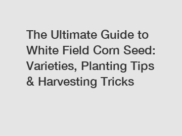 The Ultimate Guide to White Field Corn Seed: Varieties, Planting Tips & Harvesting Tricks