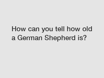 How can you tell how old a German Shepherd is?