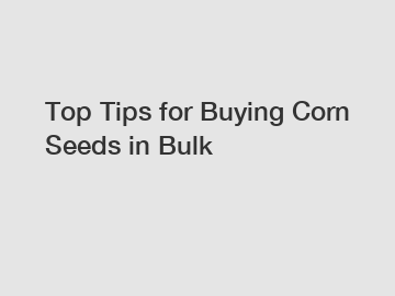 Top Tips for Buying Corn Seeds in Bulk