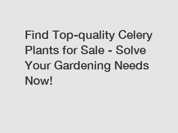 Find Top-quality Celery Plants for Sale - Solve Your Gardening Needs Now!