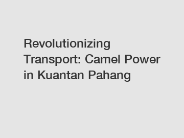 Revolutionizing Transport: Camel Power in Kuantan Pahang