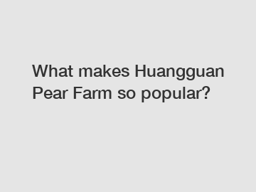 What makes Huangguan Pear Farm so popular?