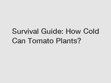 Survival Guide: How Cold Can Tomato Plants?