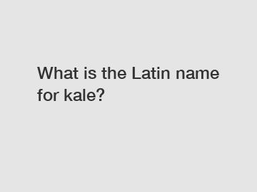 What is the Latin name for kale?