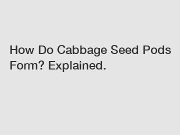 How Do Cabbage Seed Pods Form? Explained.