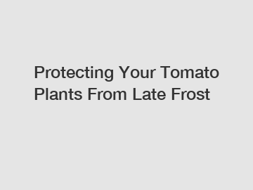 Protecting Your Tomato Plants From Late Frost