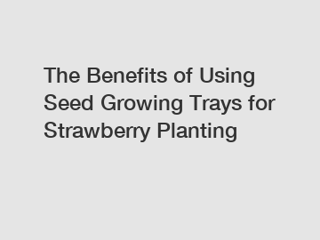 The Benefits of Using Seed Growing Trays for Strawberry Planting