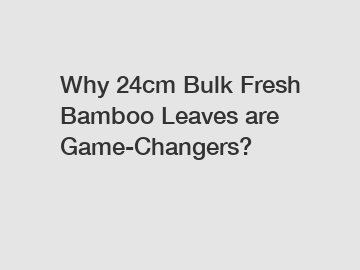 Why 24cm Bulk Fresh Bamboo Leaves are Game-Changers?