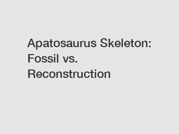 Apatosaurus Skeleton: Fossil vs. Reconstruction