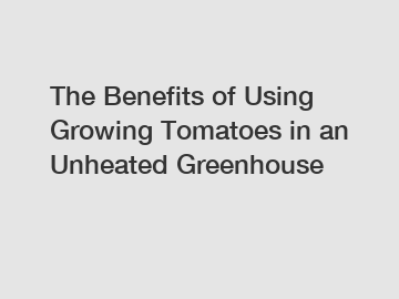 The Benefits of Using Growing Tomatoes in an Unheated Greenhouse