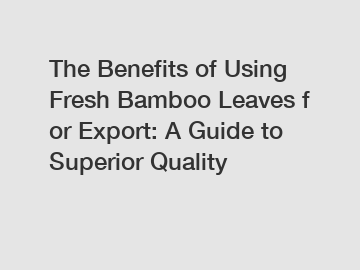 The Benefits of Using Fresh Bamboo Leaves for Export: A Guide to Superior Quality