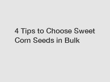 4 Tips to Choose Sweet Corn Seeds in Bulk