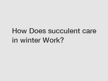 How Does succulent care in winter Work?