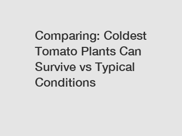 Comparing: Coldest Tomato Plants Can Survive vs Typical Conditions