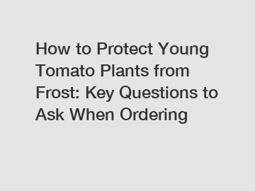 How to Protect Young Tomato Plants from Frost: Key Questions to Ask When Ordering