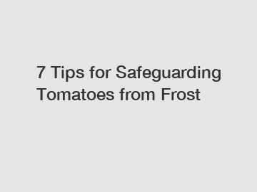 7 Tips for Safeguarding Tomatoes from Frost