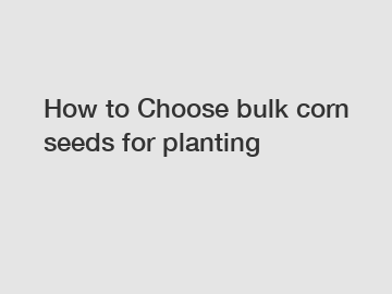 How to Choose bulk corn seeds for planting