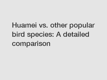 Huamei vs. other popular bird species: A detailed comparison