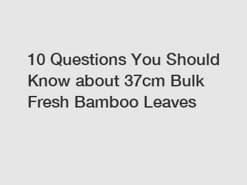 10 Questions You Should Know about 37cm Bulk Fresh Bamboo Leaves