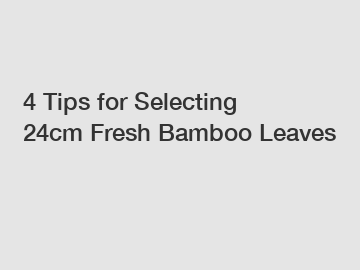 4 Tips for Selecting 24cm Fresh Bamboo Leaves