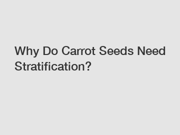 Why Do Carrot Seeds Need Stratification?