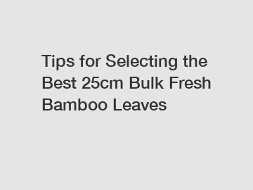 Tips for Selecting the Best 25cm Bulk Fresh Bamboo Leaves