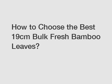 How to Choose the Best 19cm Bulk Fresh Bamboo Leaves?