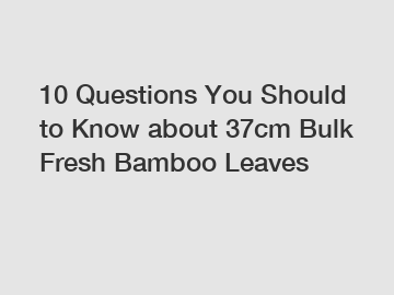 10 Questions You Should to Know about 37cm Bulk Fresh Bamboo Leaves