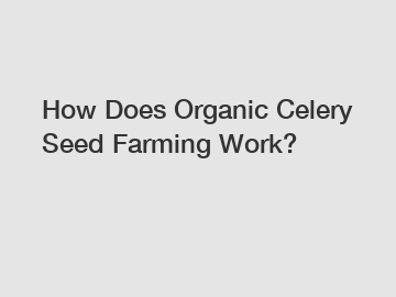 How Does Organic Celery Seed Farming Work?